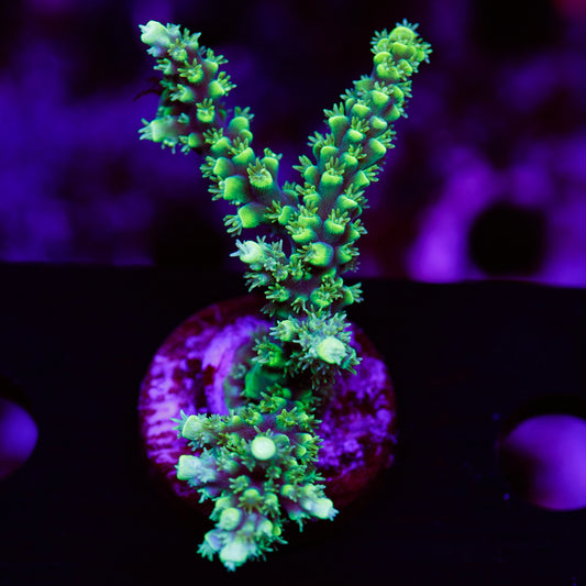 Auction ORA Purple Plasma