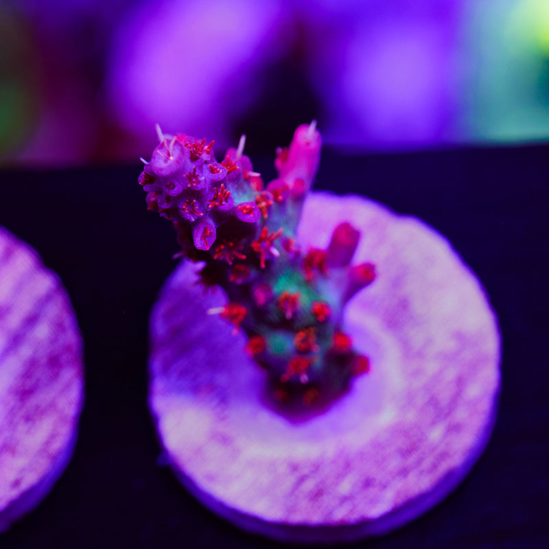 Auction Vivid Confetti #1