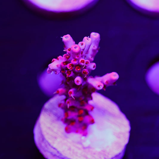 Auction Pink Orchid #2