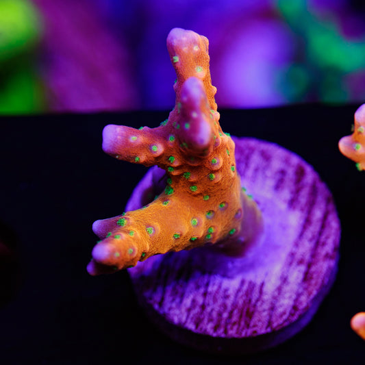 Auction RRC Tropicana #1