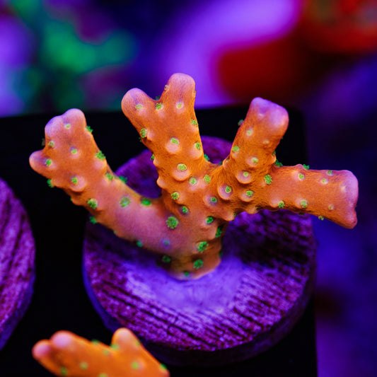 Auction RRC Tropicana #2