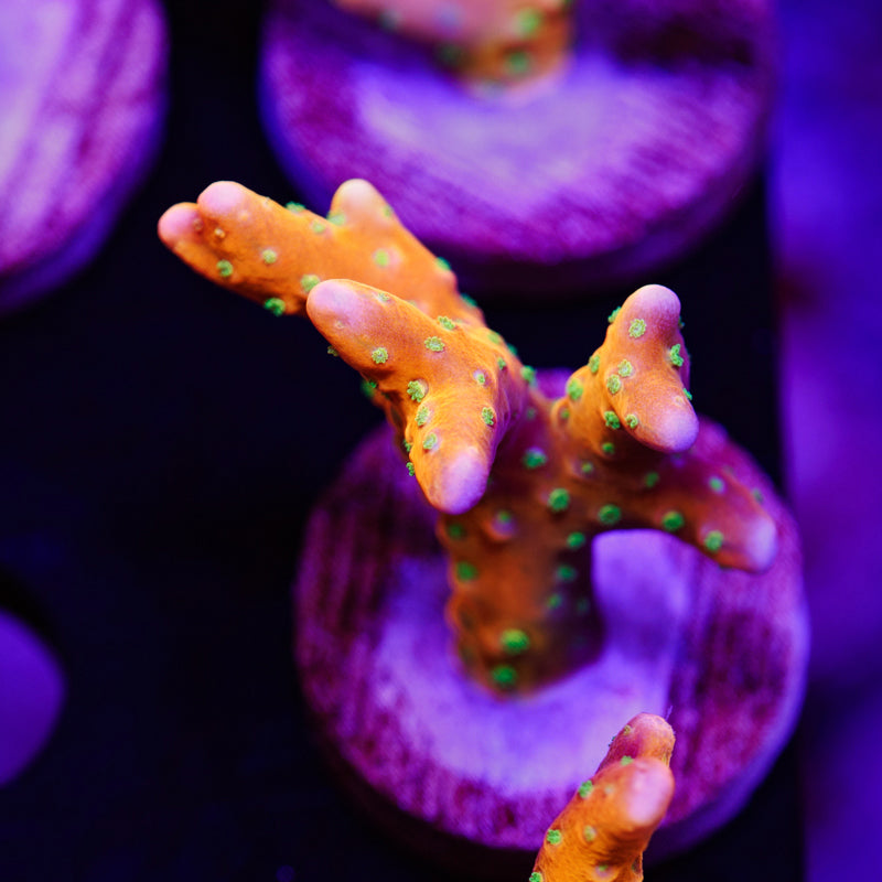 Auction RRC Tropicana #3