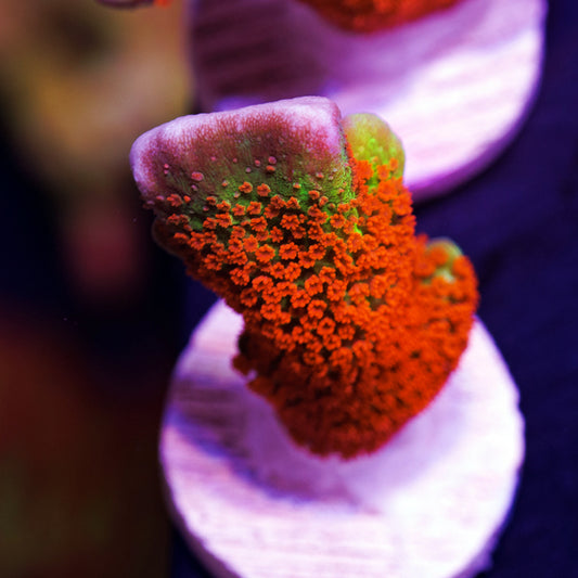 Auction Forest Fire Digitata