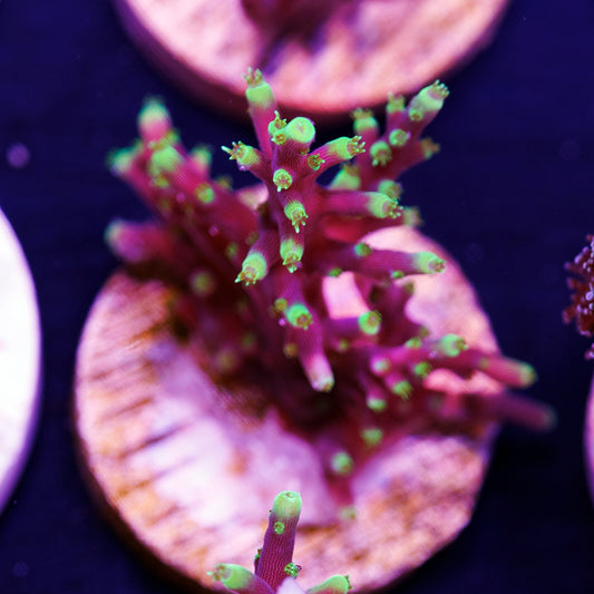 Auction CC Needle in a Haystack #2