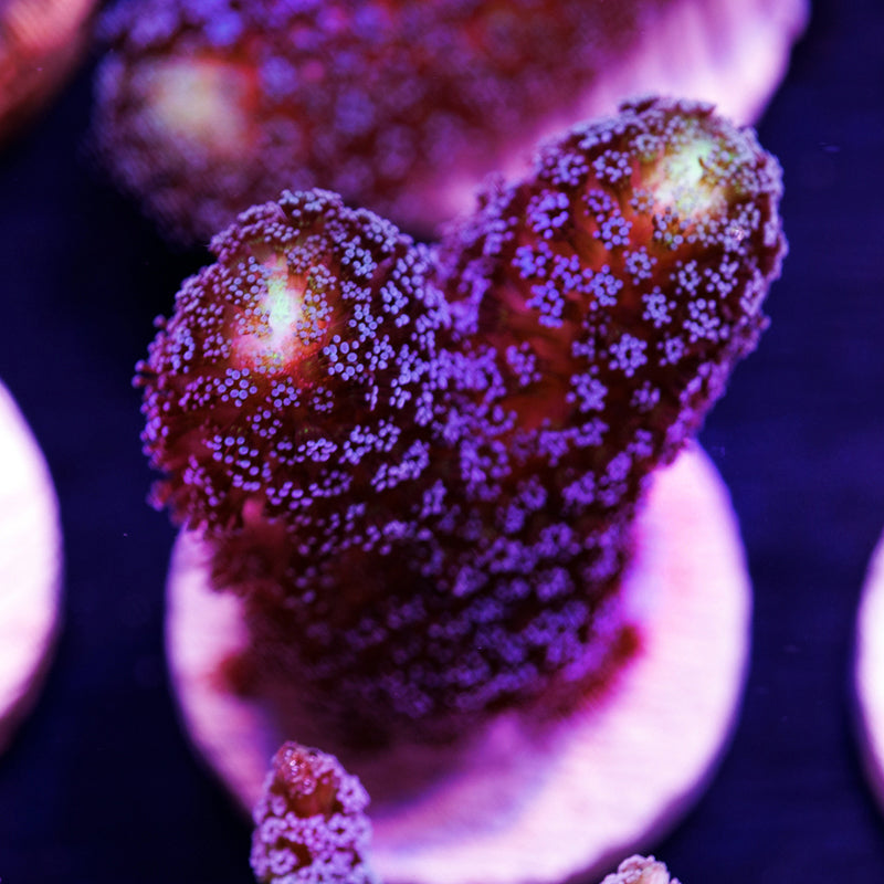 Auction Sanjay's Milka Stylo