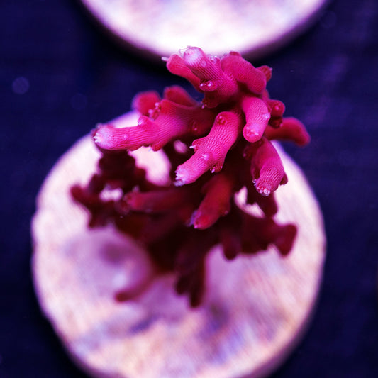 Auction Tyree Red Dragon #2