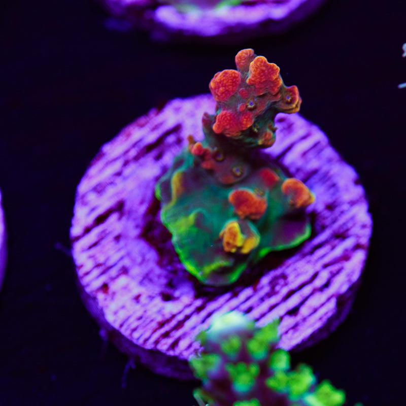 Auction CC Voodoo Majick