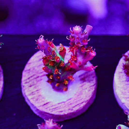 Auction Vivid Confetti #2