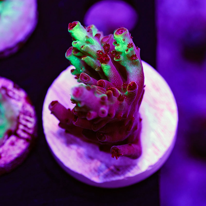 Auction CC Cookie Monster