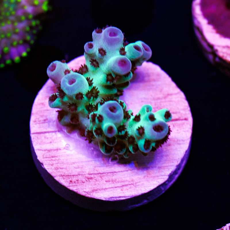 Auction BC Rainbows Army