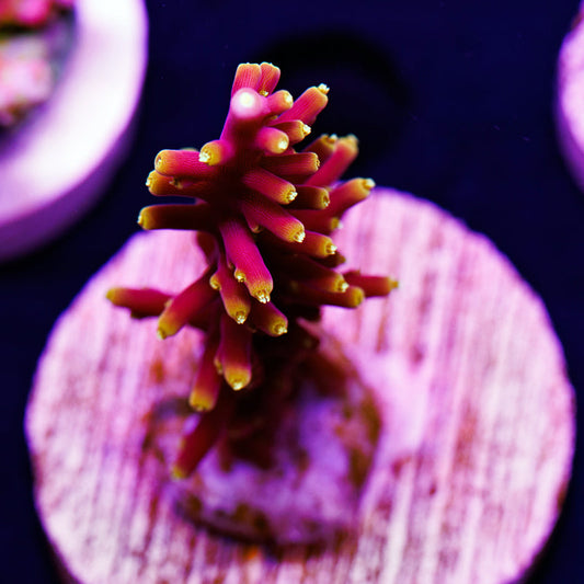 Auction WWC Little Red Ferrari