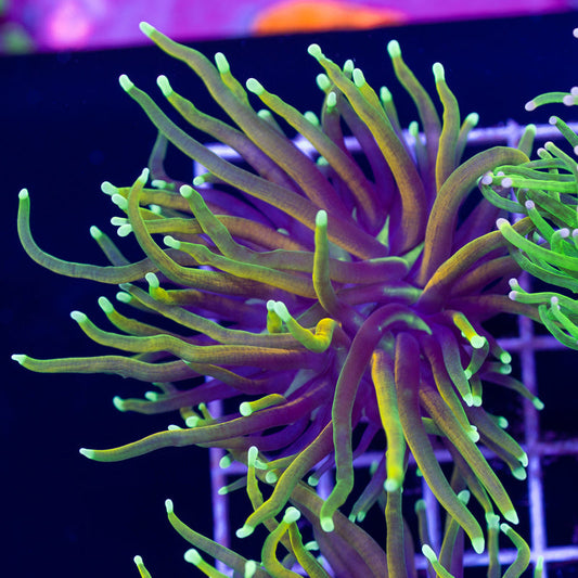 Auction CC 21 Tails Torch