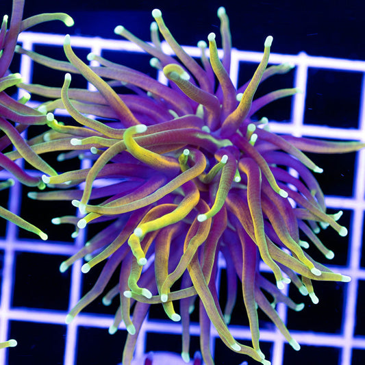 Auction CC 21 Tails Torch