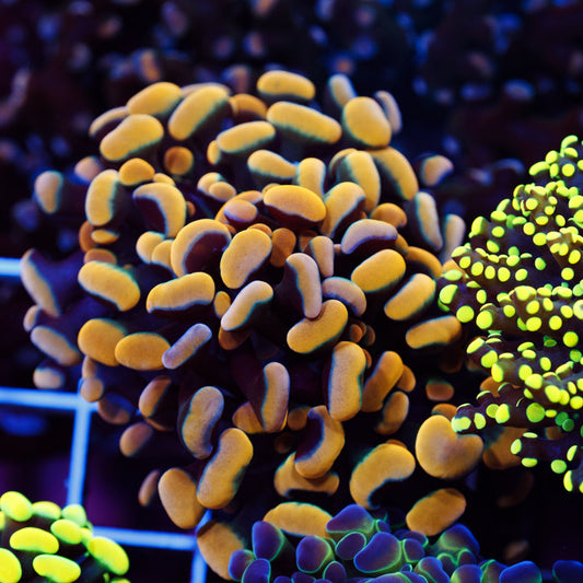 Auction CC Golden Rainbow Hammer