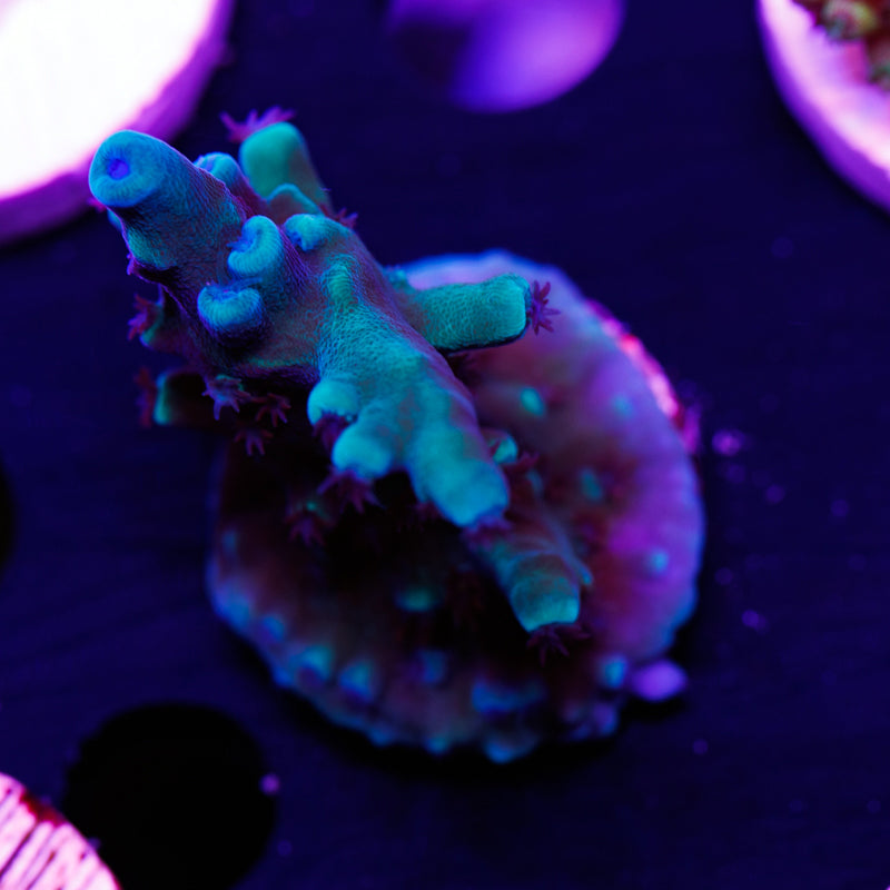 Auction OG Oregon Tort