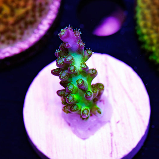 Auction ORA Pearlberry