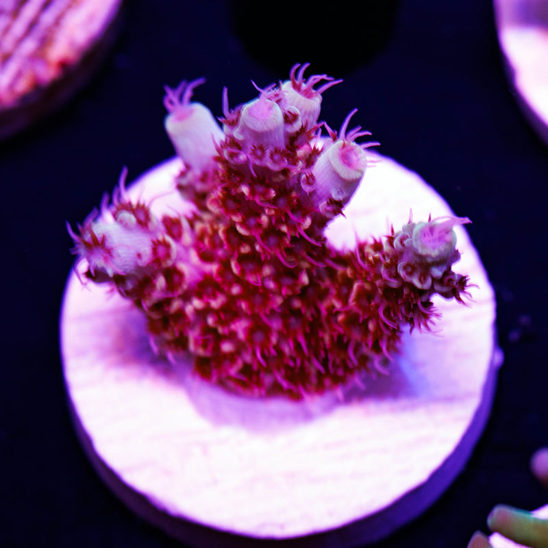 Auction TSA Rainbow Sherbert