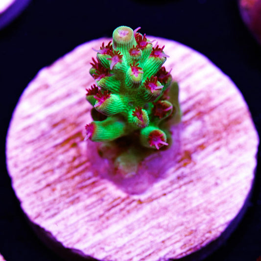 Auction WWC Striptease