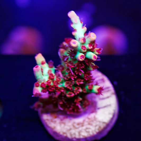 Auction UC Original Strawberry Shortcake