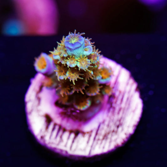 Auction SC Orange Passion