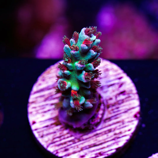 Auction JF Blowtorch