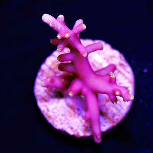 Auction WWC Little Red Ferrari