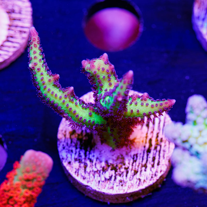 CC Purple Polyp Birdsnest