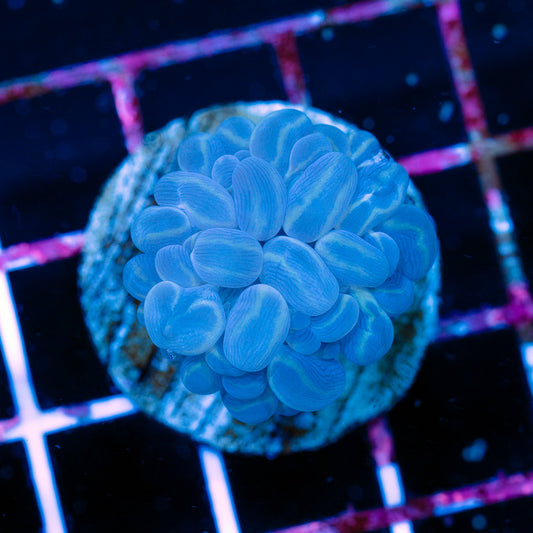 Blue Branching Bubble Coral