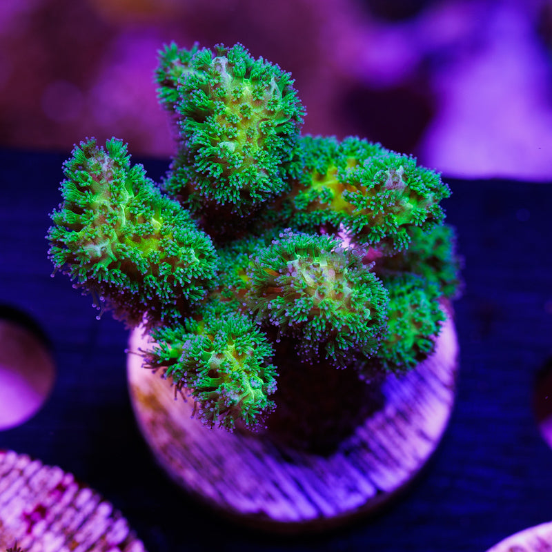Auction Vivid's Toxic Pocillopora