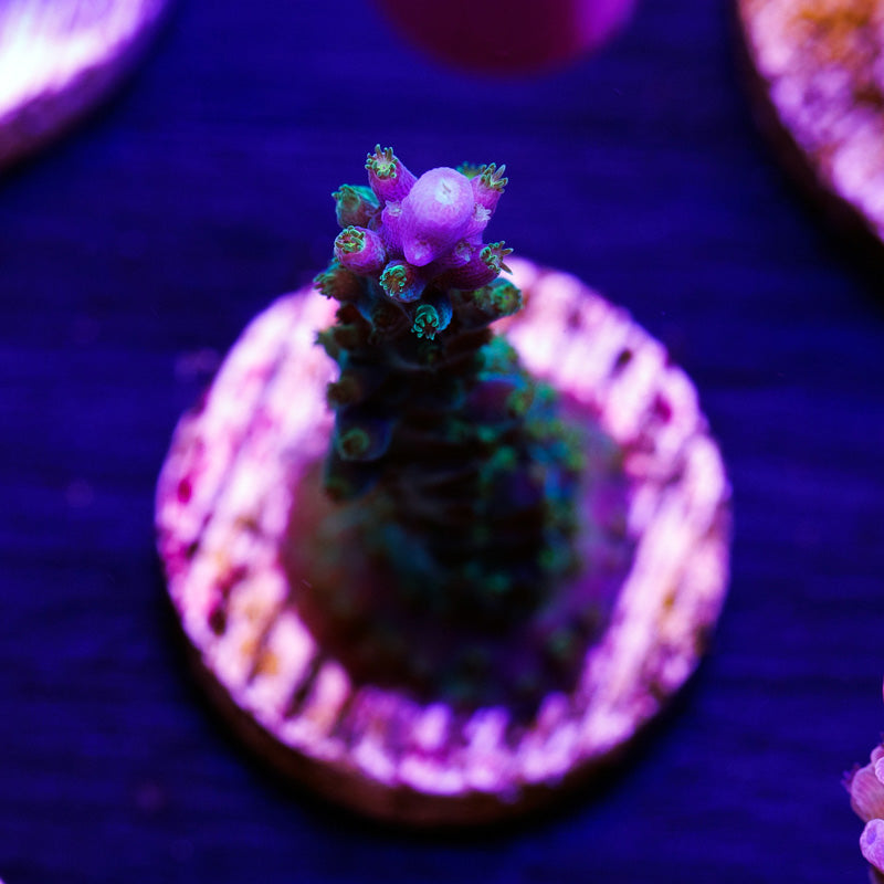Auction Ultimate Frags Purple Bonsai