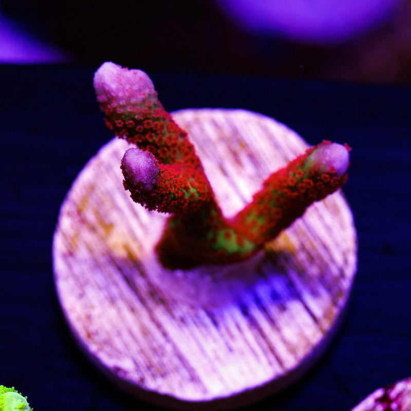 Auction Emerald Fire Digitata