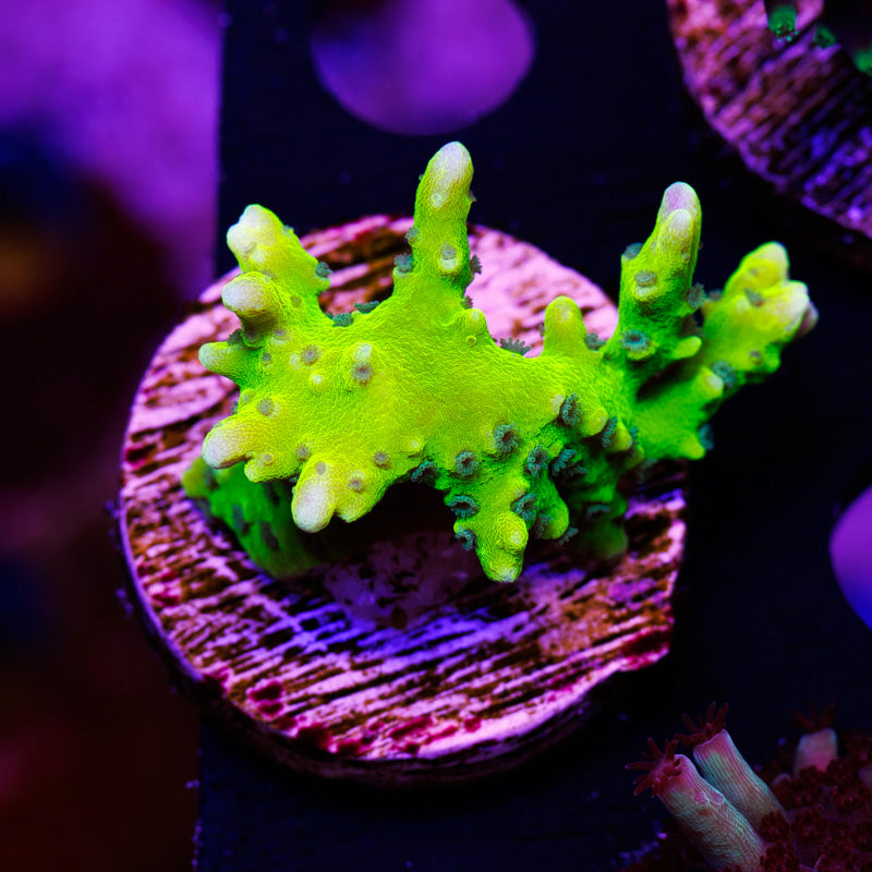 Auction Bioreef Anacropora