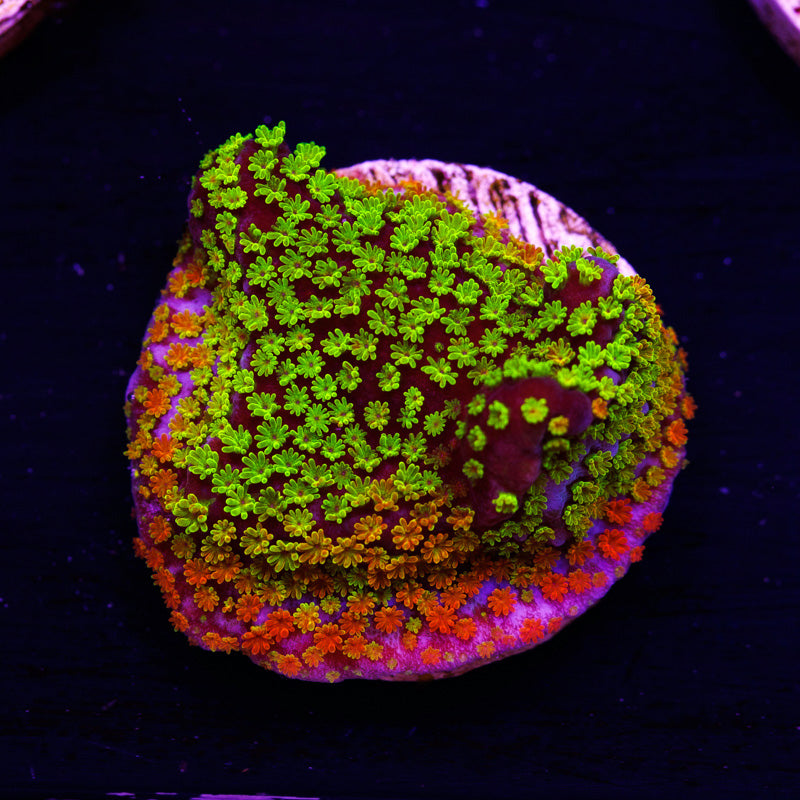 Auction Tyree Rainbow Monti