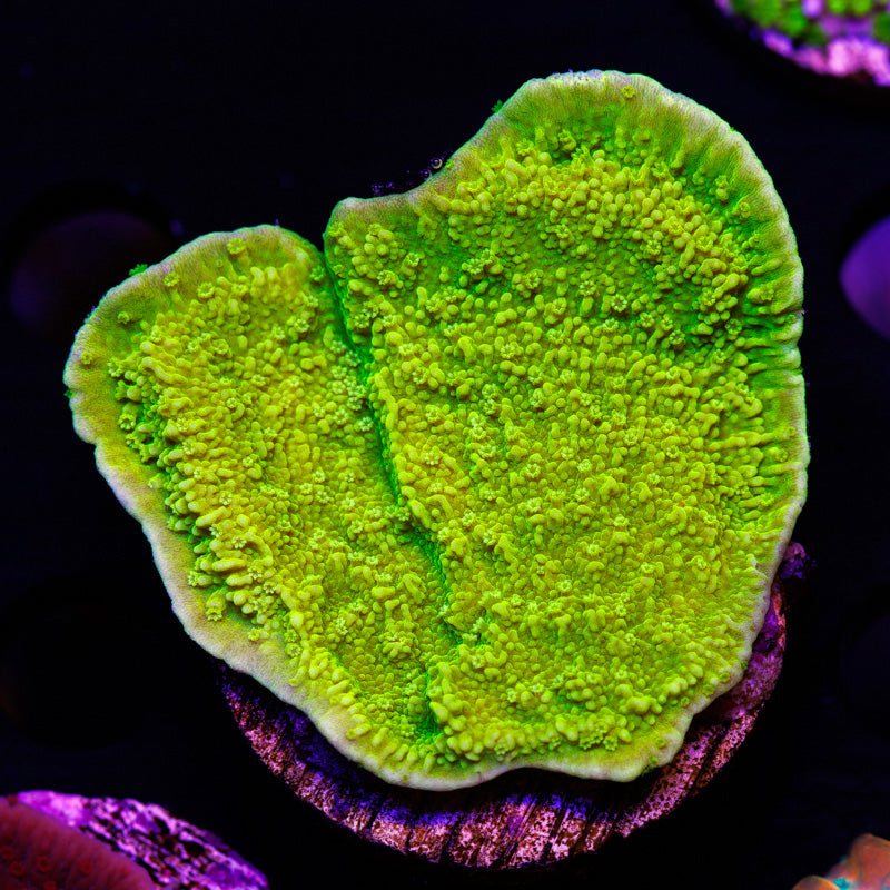 Auction Tyree Aequituberculata Monti Cap
