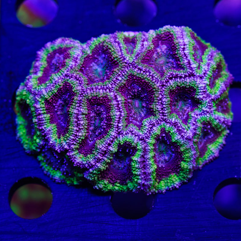 Auction Green Ring Acan Mini Colony