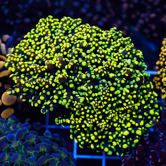 Auction Lemon Lime Octospawn