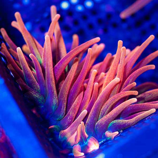 CC Candy Corn Bubble Tip Anemone