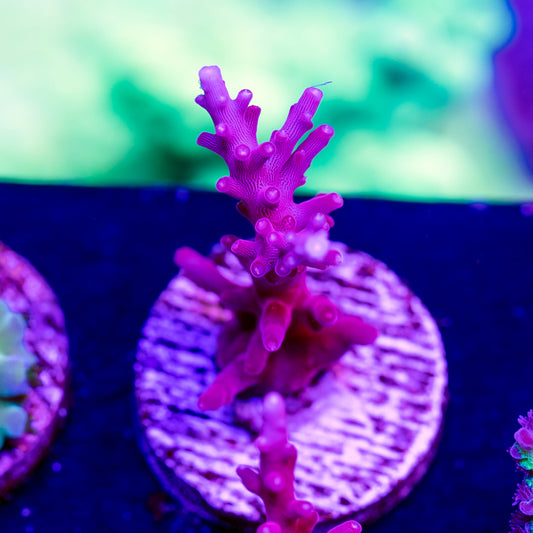 Bioreef Anacropora #1