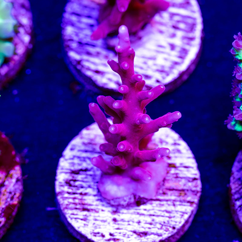 Bioreef Anacropora #2