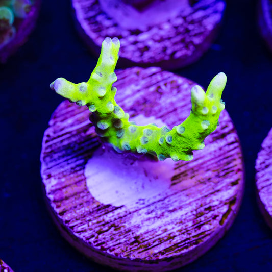Bioreef Anacropora #3