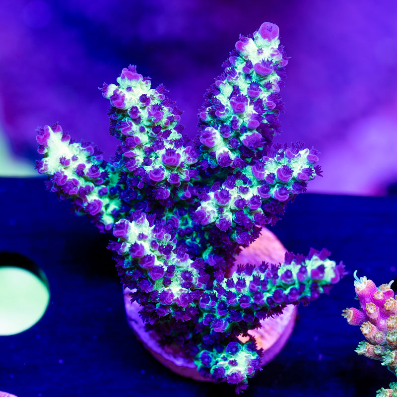Cliff's Acro XL