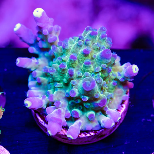 WWC Yellow Tip #1