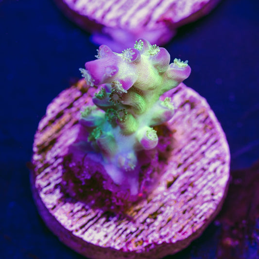 ORA Pearlberry #1