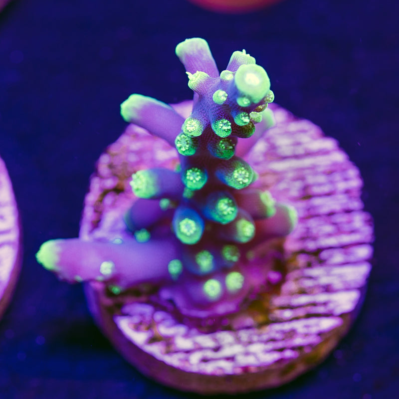 Tyree Purple Dragon Eyes #3