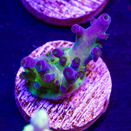 Nick's Purple Passion #1