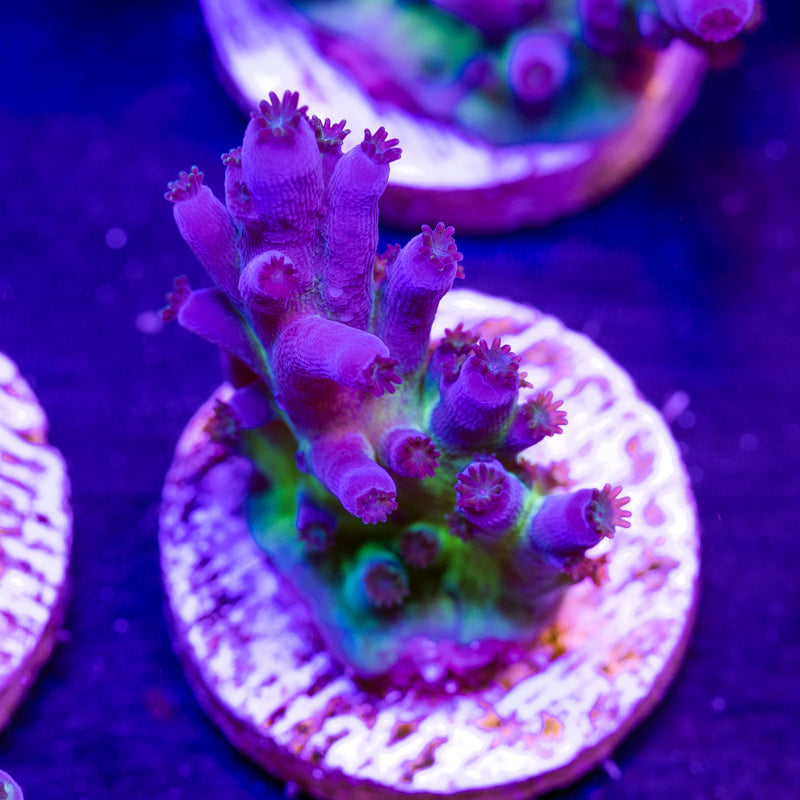 Nick's Purple Passion #3