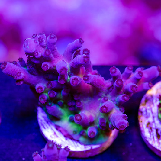 Nick's Purple Passion #4
