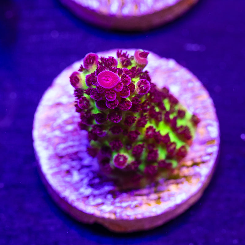 Sanjay's Red Photon #2
