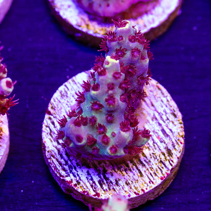 WWC Super Red Polyp Clathrata #1
