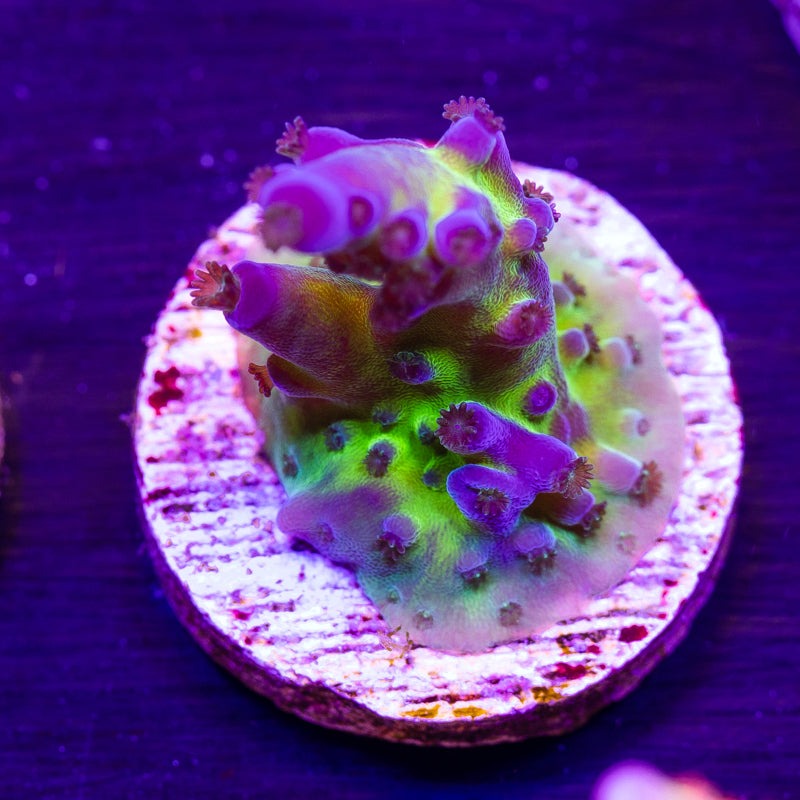 Nick's Purple Passion #5